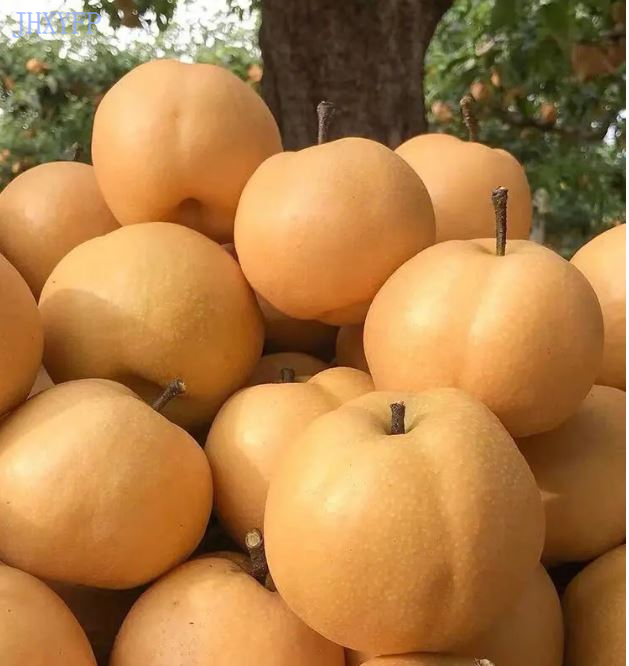 Hosui Asian Pears